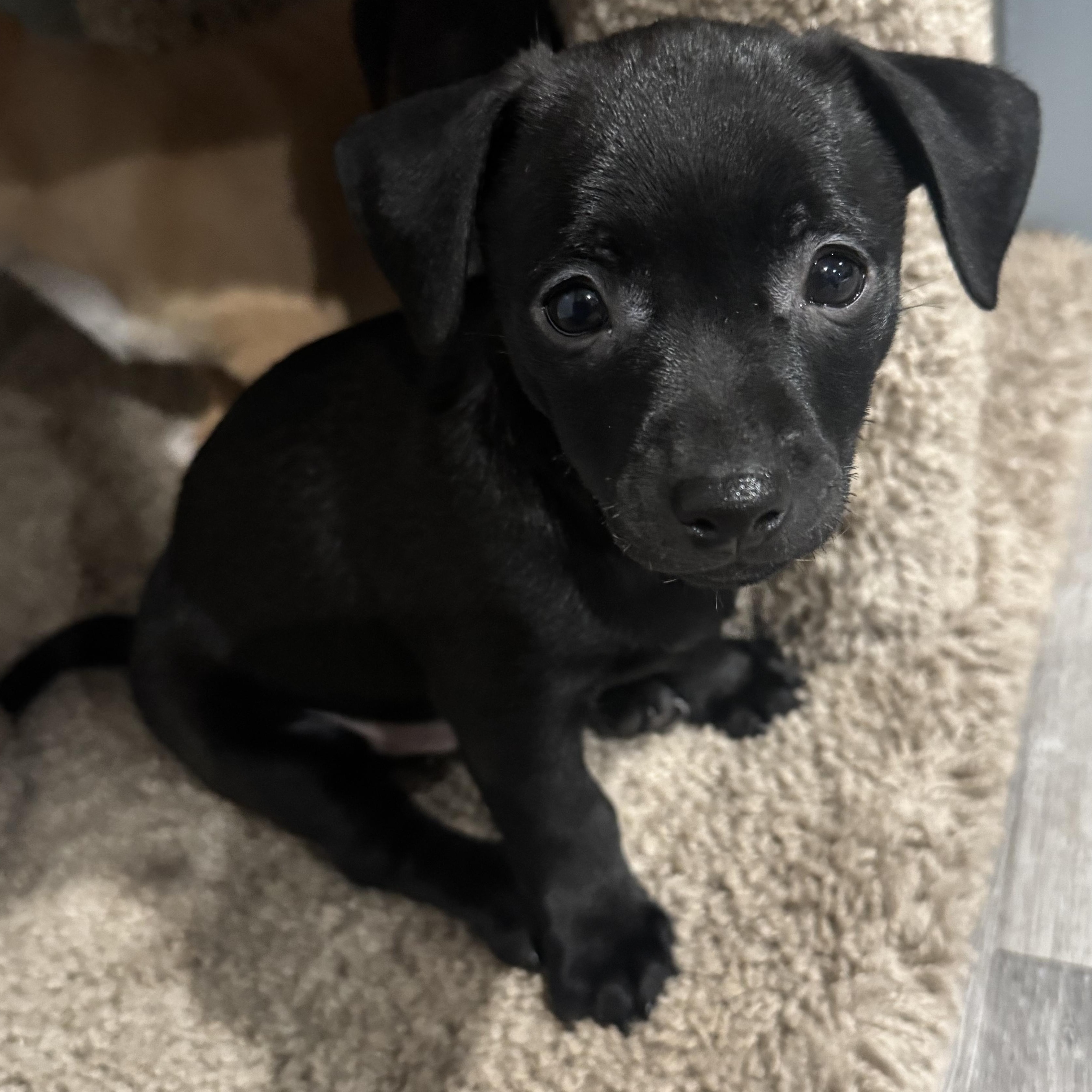 Enlarge Joey Bishop, a ADOPTABLE mixed breed in Lincoln, CA image 4/5