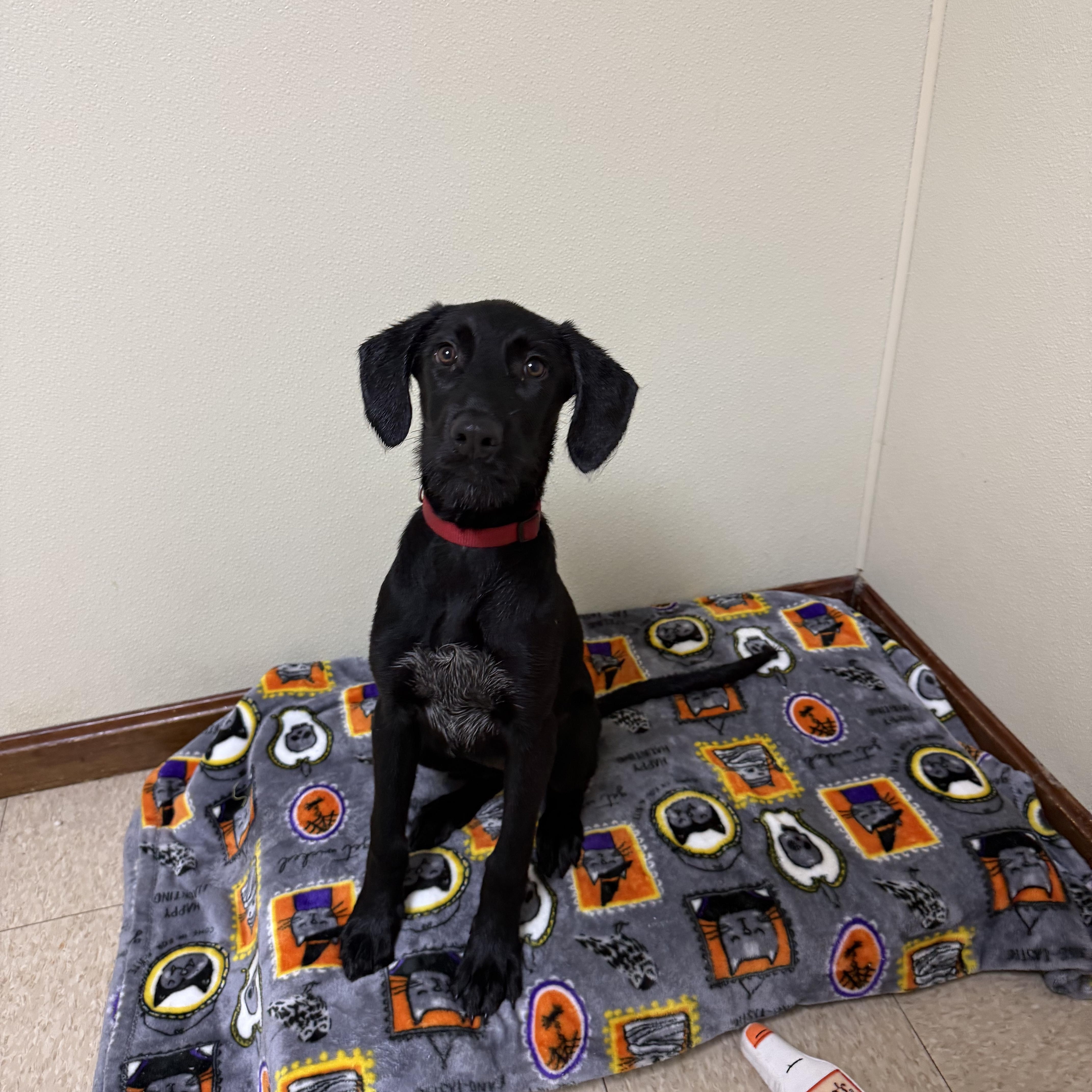 Enlarge Morgan, a Adoptable mixed breed in Douglas, MA image 5/6