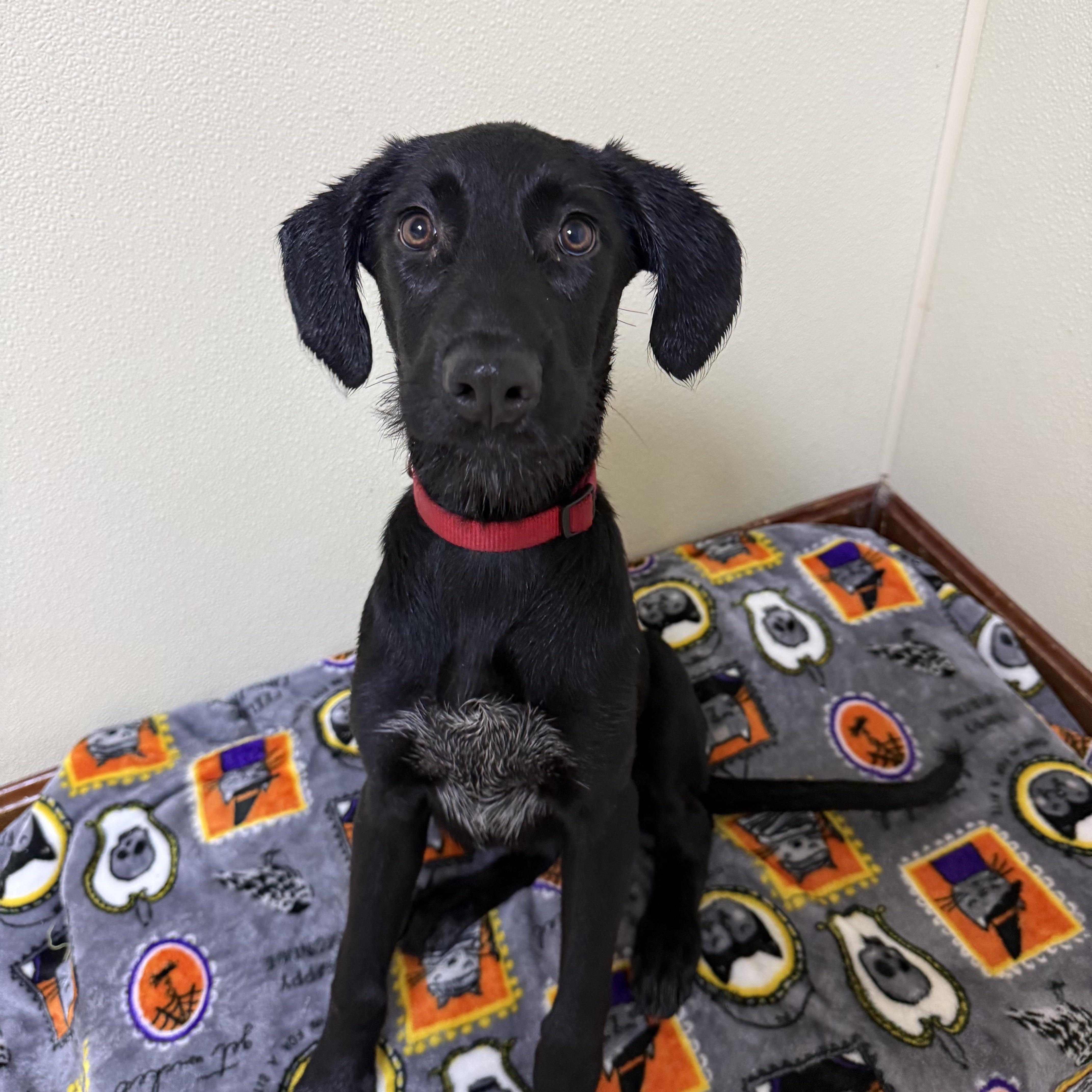 Enlarge Morgan, a Adoptable mixed breed in Douglas, MA image 4/6