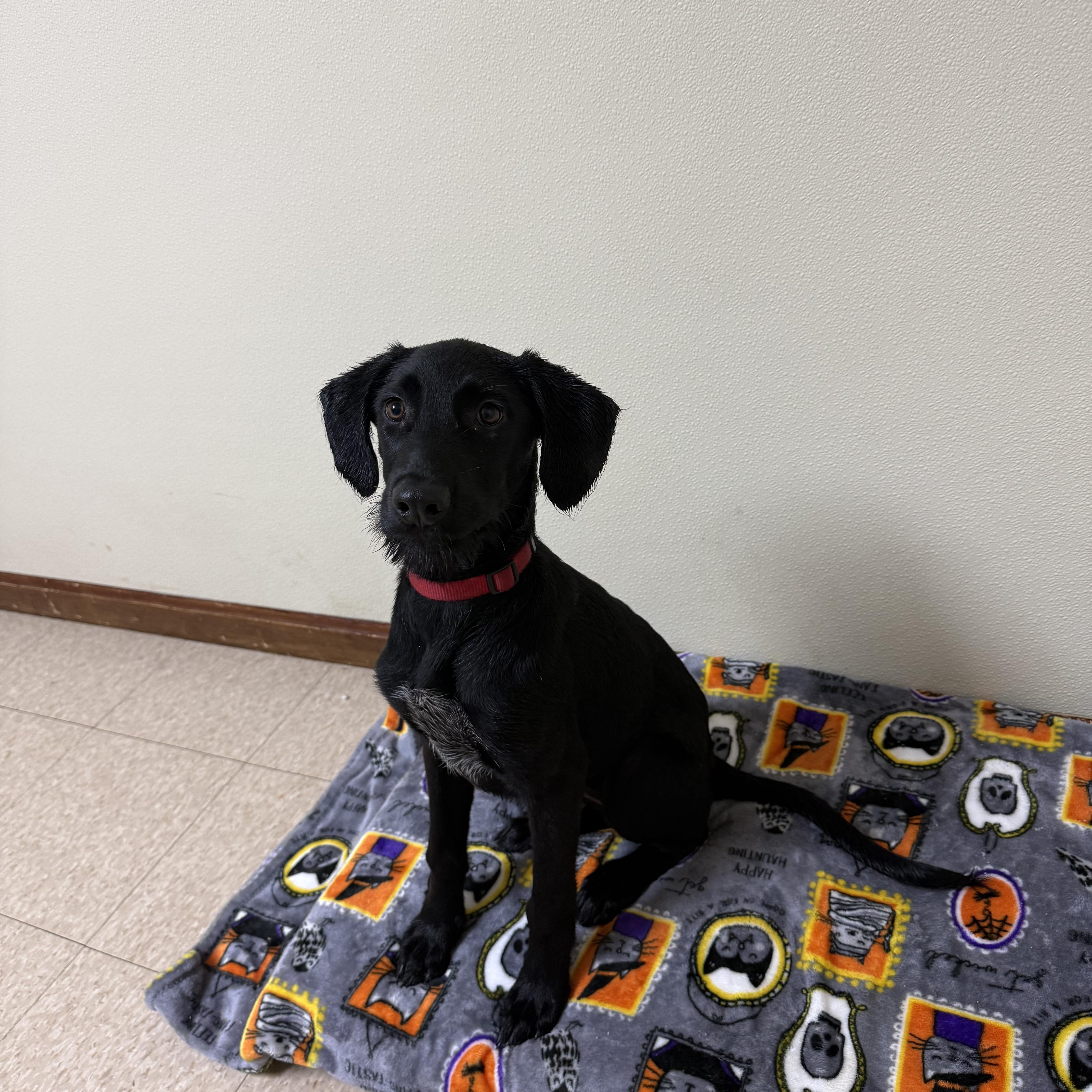Enlarge Morgan, a Adoptable mixed breed in Douglas, MA image 3/6