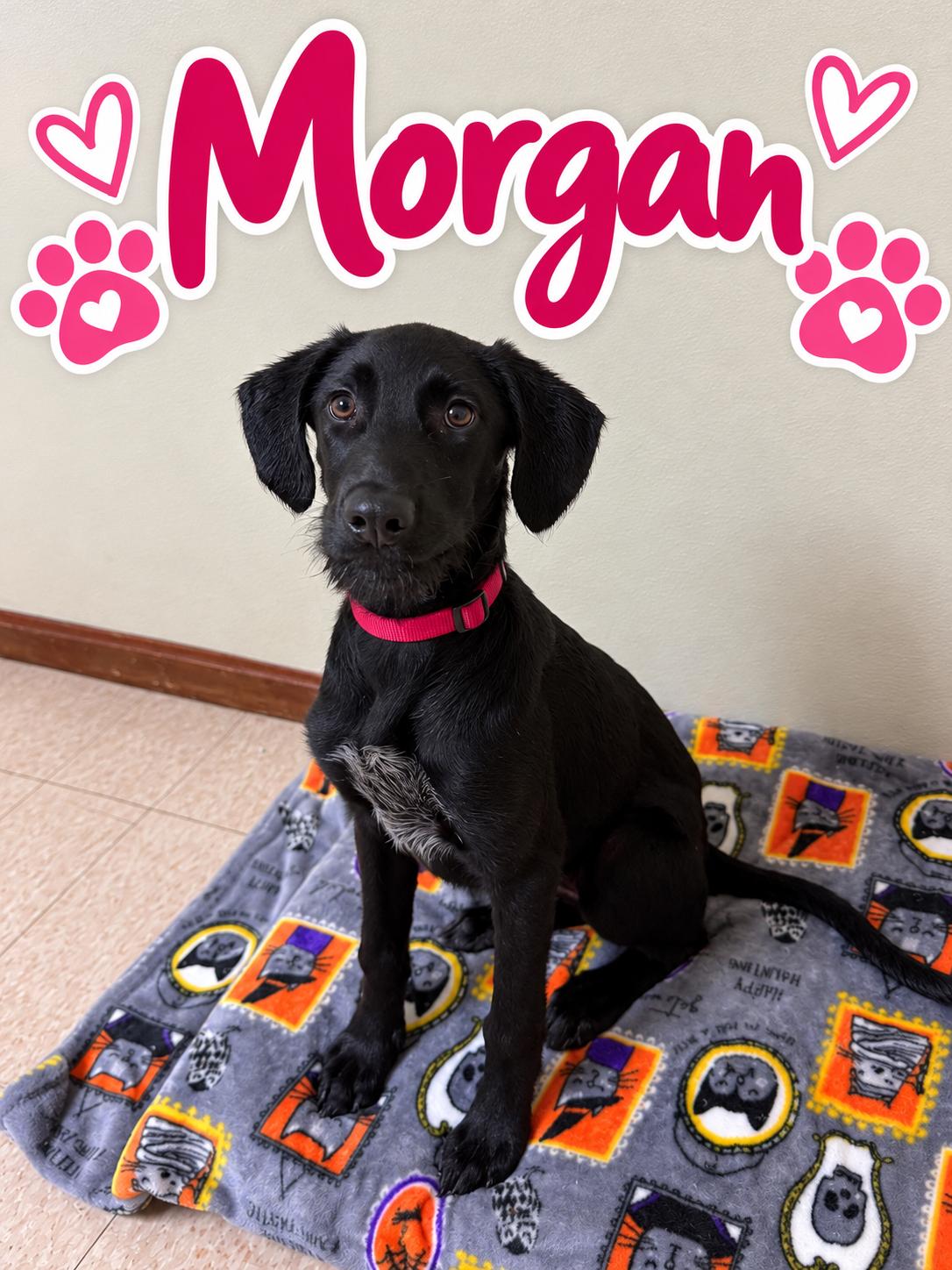Morgan, Adoptable, Puppy Female Labrador Retriever.