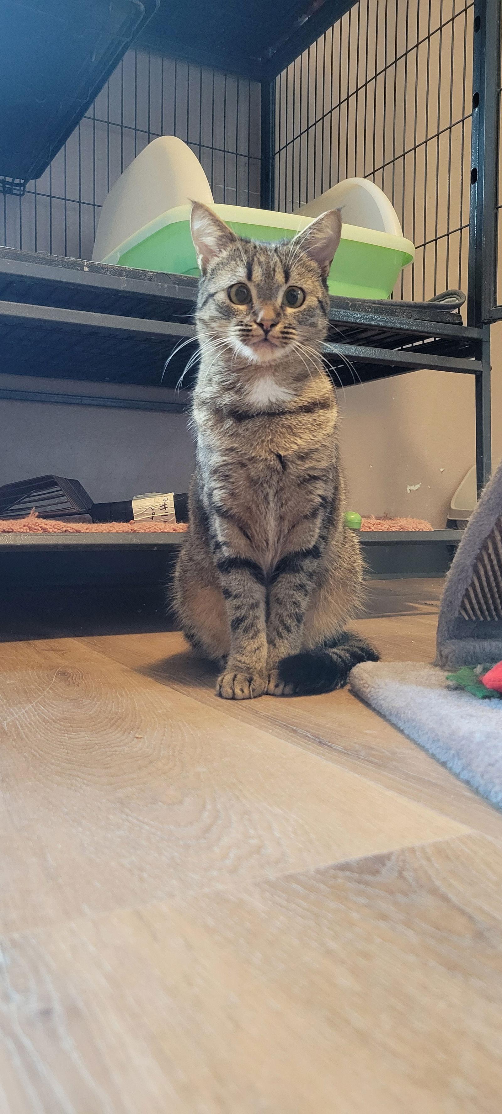 Pinkie, Adoptable, Adult Female Tabby & Domestic Short Hair.