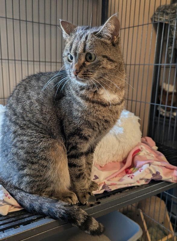 Enlarge Pinkie, a Adoptable mixed breed in Ocala, FL image 3/3