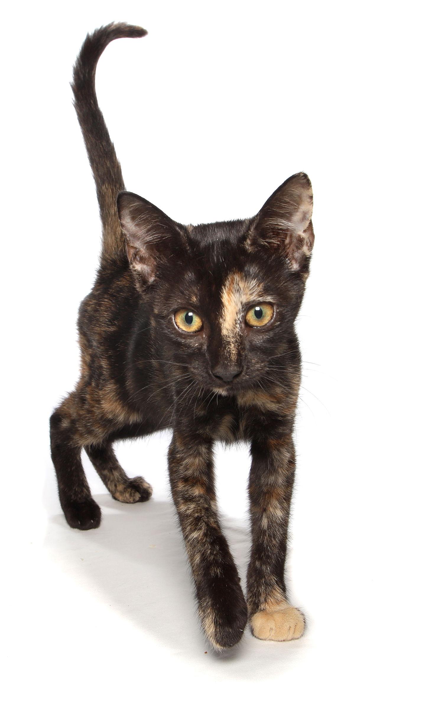 Truffles - lobby, a Adoptable Tortoiseshell in Oakland Park, FL image 1/3