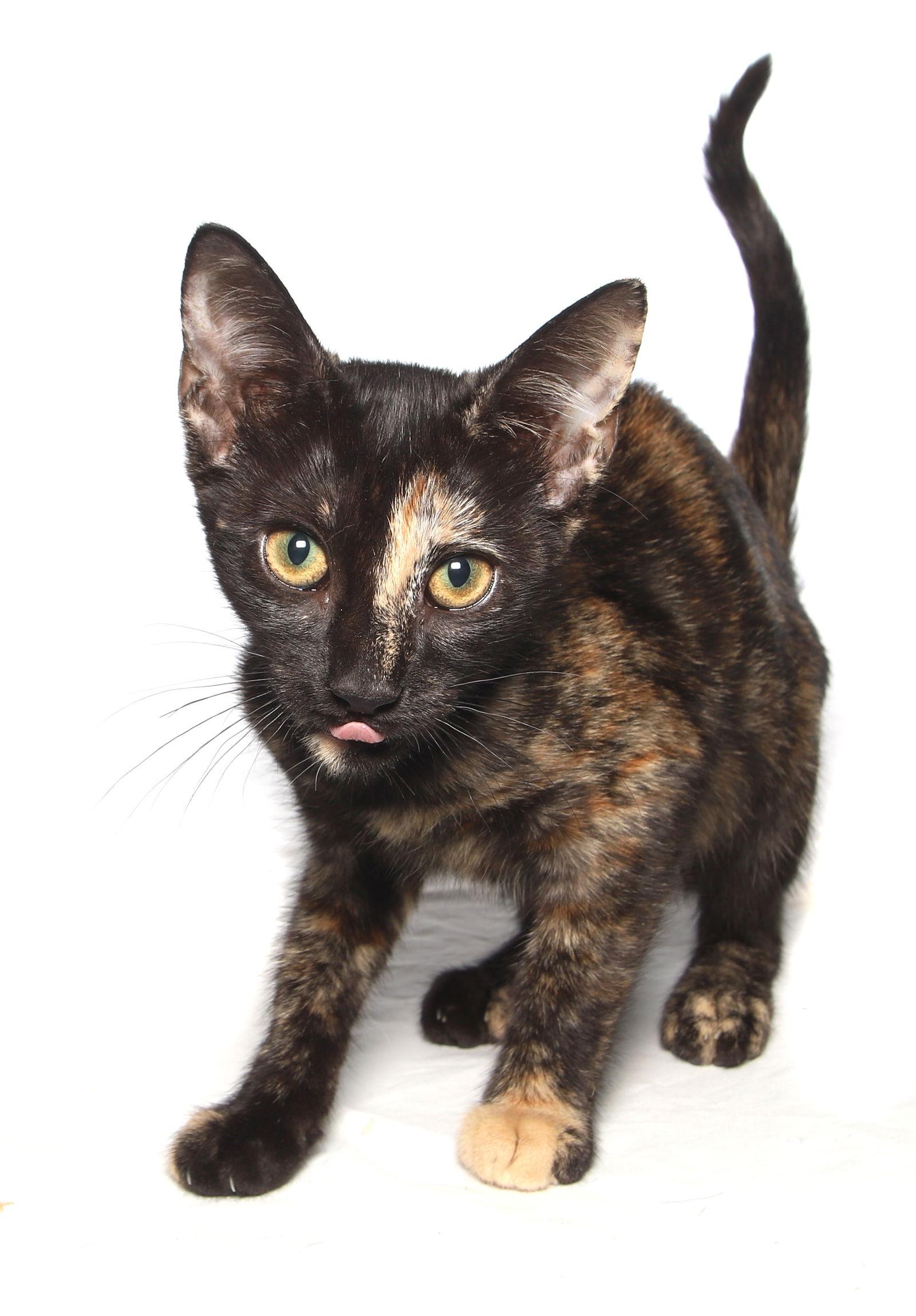 Truffles - lobby, a Adoptable Tortoiseshell in Oakland Park, FL image 3/3