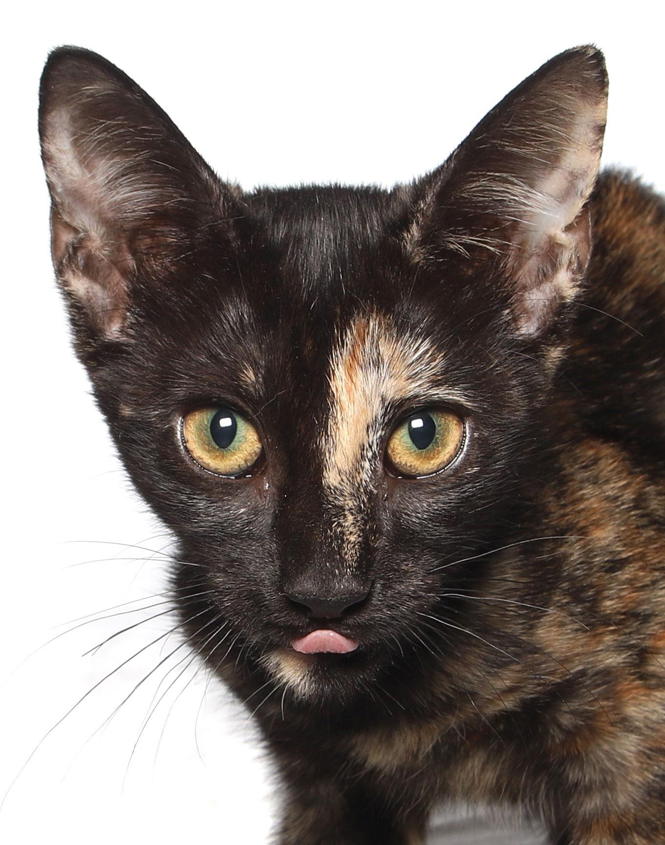 Enlarge Truffles - lobby, a Adoptable Tortoiseshell in Oakland Park, FL image 3/3