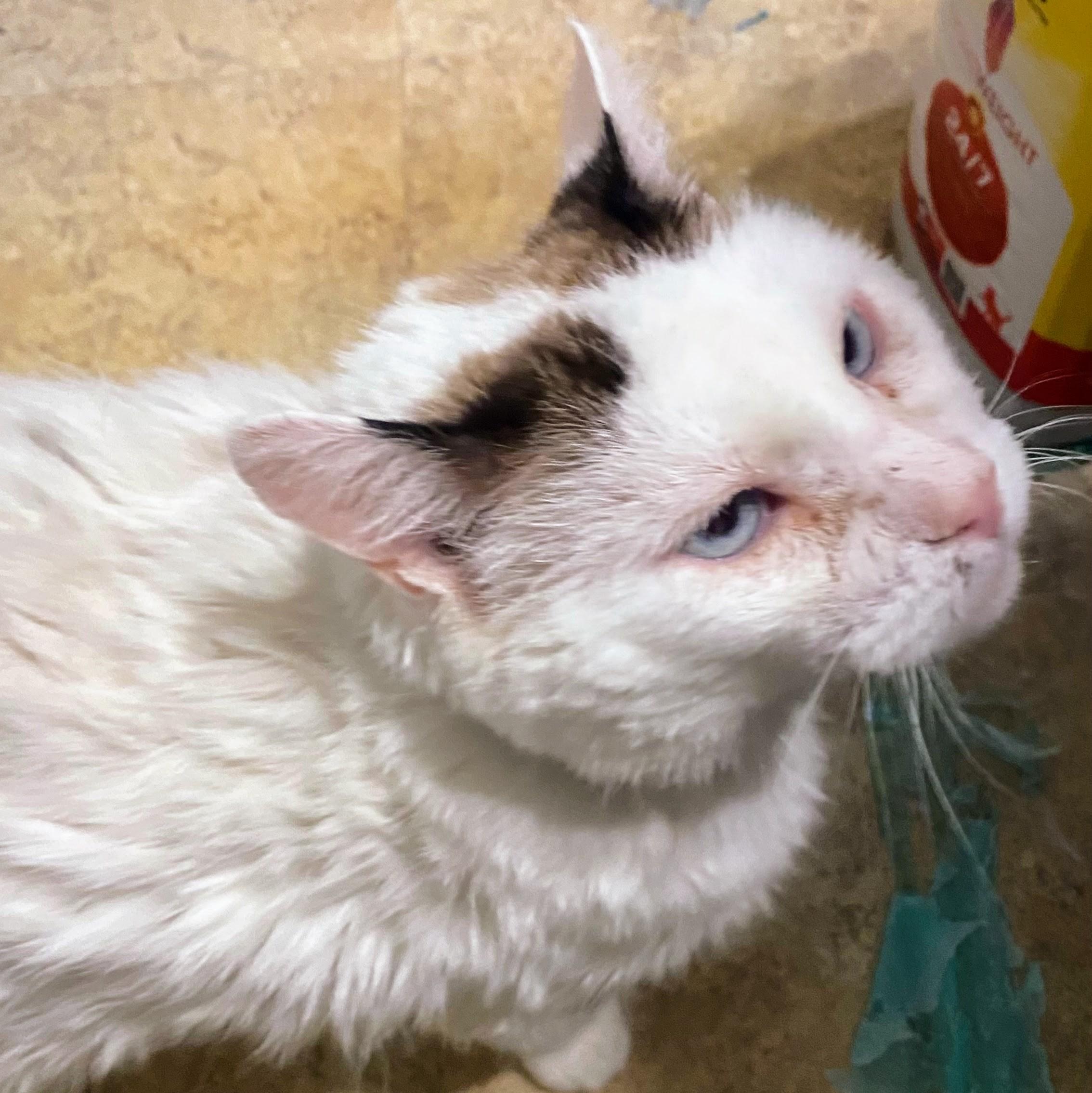 Enlarge DC, a ADOPTABLE mixed breed in St. Louis, MO image 1/2