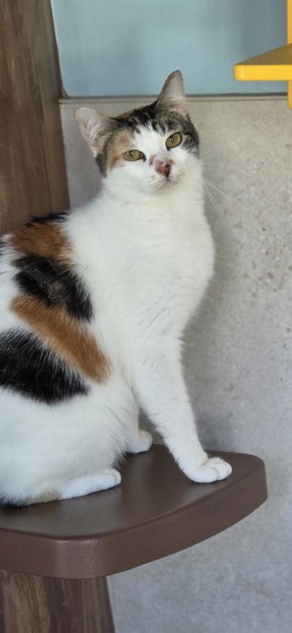 Boudicca, Adoptable, Senior Female Domestic Short Hair & Domestic Short Hair.