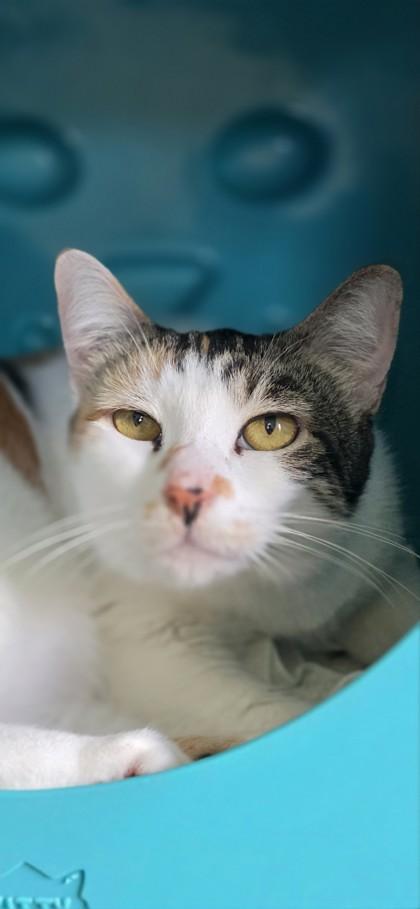 Enlarge Boudicca, a Adoptable mixed breed in Honolulu, HI image 2/3