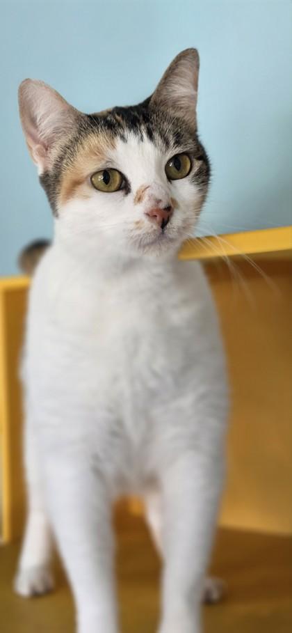 Enlarge Boudicca, a Adoptable mixed breed in Honolulu, HI image 3/3