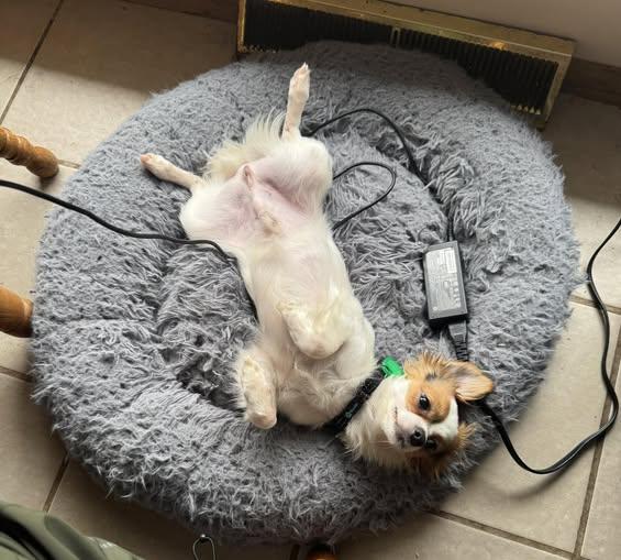 Enlarge Trickster, a Adopted mixed breed in Mukwonago, WI image 1/2
