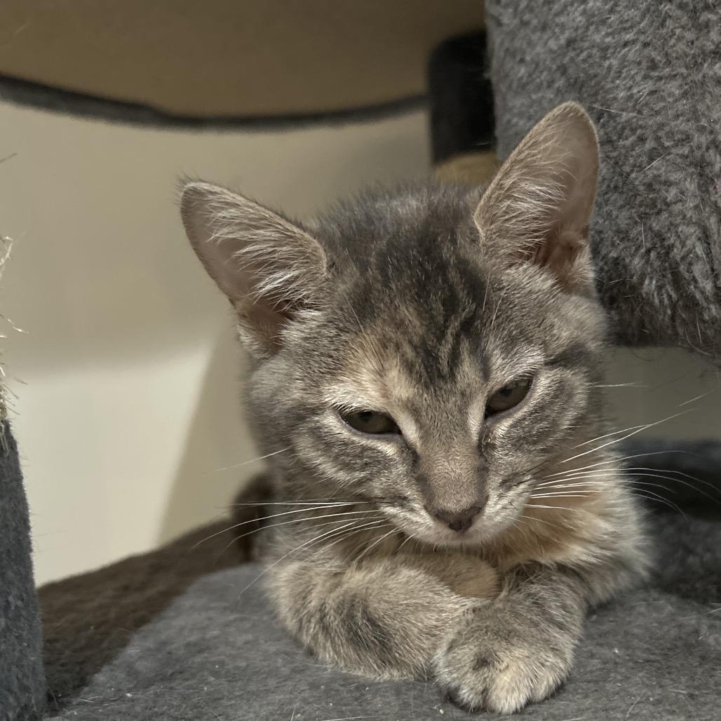 Ribbons, Adoptable, Kitten Female Domestic Short Hair.