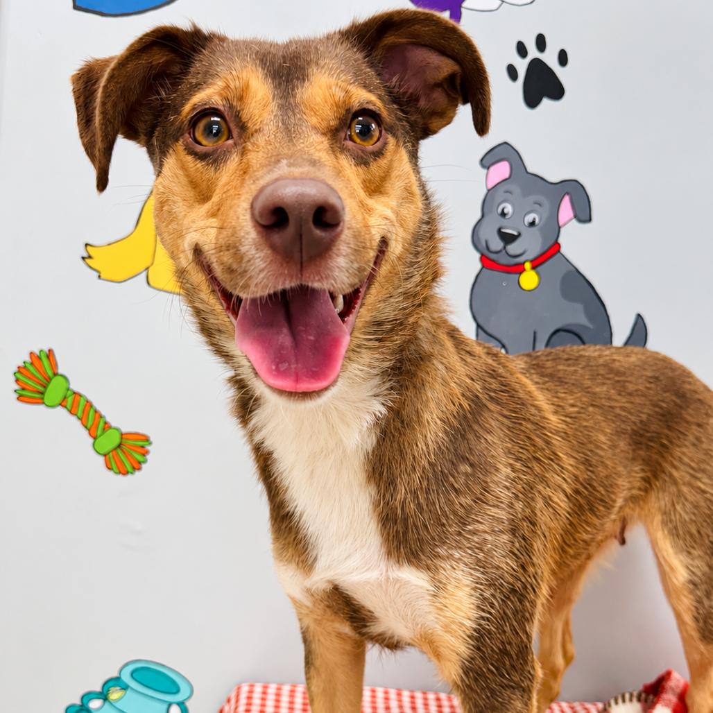 Enlarge Sandy, a Adoptable mixed breed in Lebanon, MO image 2/5