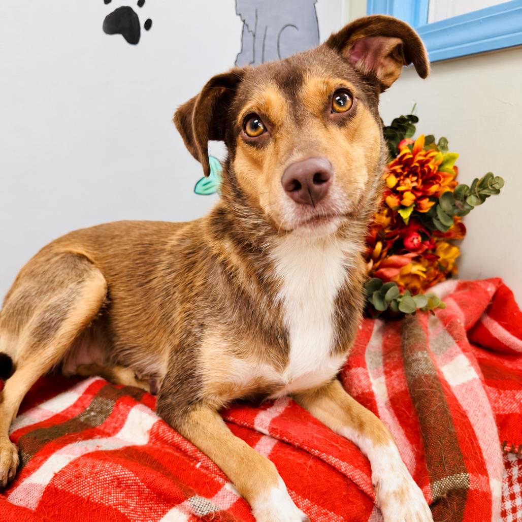 Enlarge Sandy, a Adoptable mixed breed in Lebanon, MO image 3/5