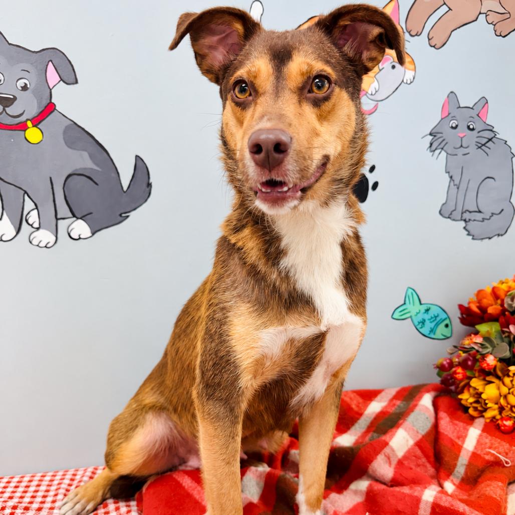 Enlarge Sandy, a Adoptable mixed breed in Lebanon, MO image 4/5