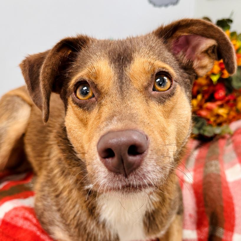 Enlarge Sandy, a Adoptable mixed breed in Lebanon, MO image 5/5