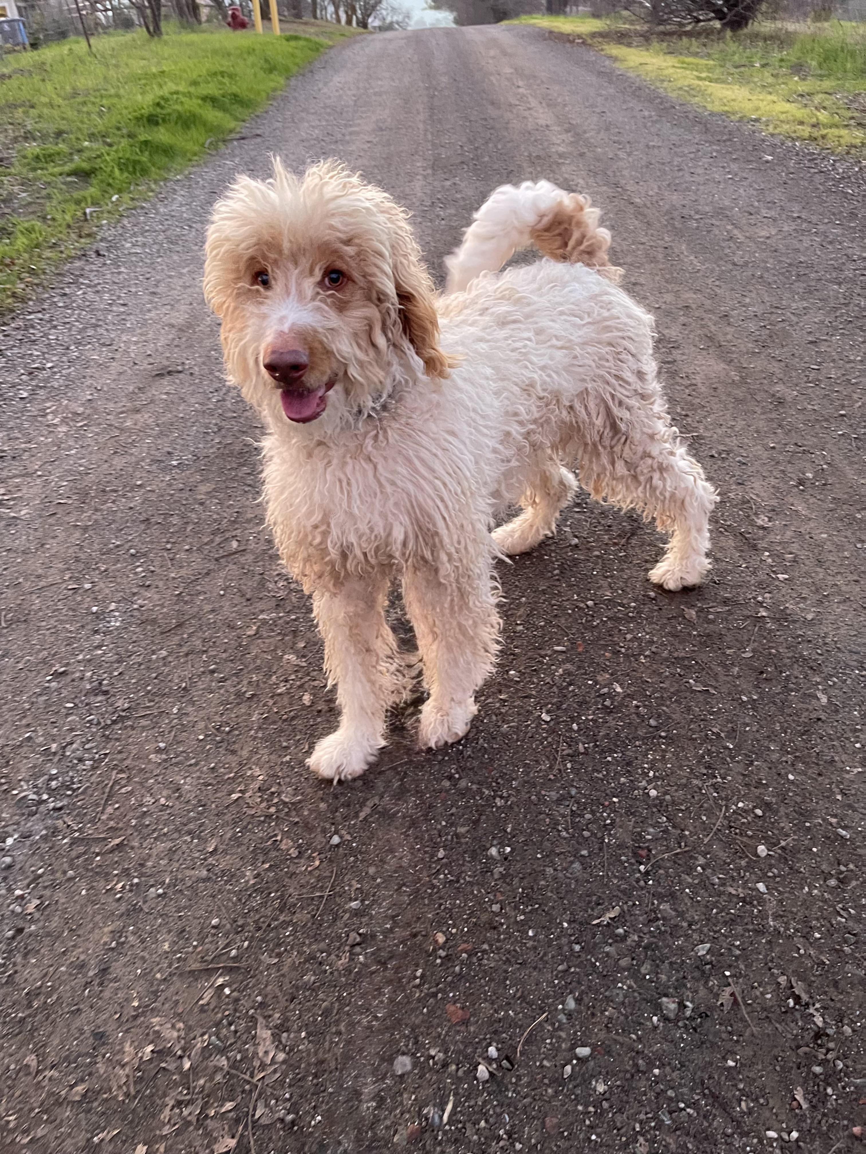 Enlarge Gladys, a ADOPTABLE mixed breed in Vacaville, CA image 2/4