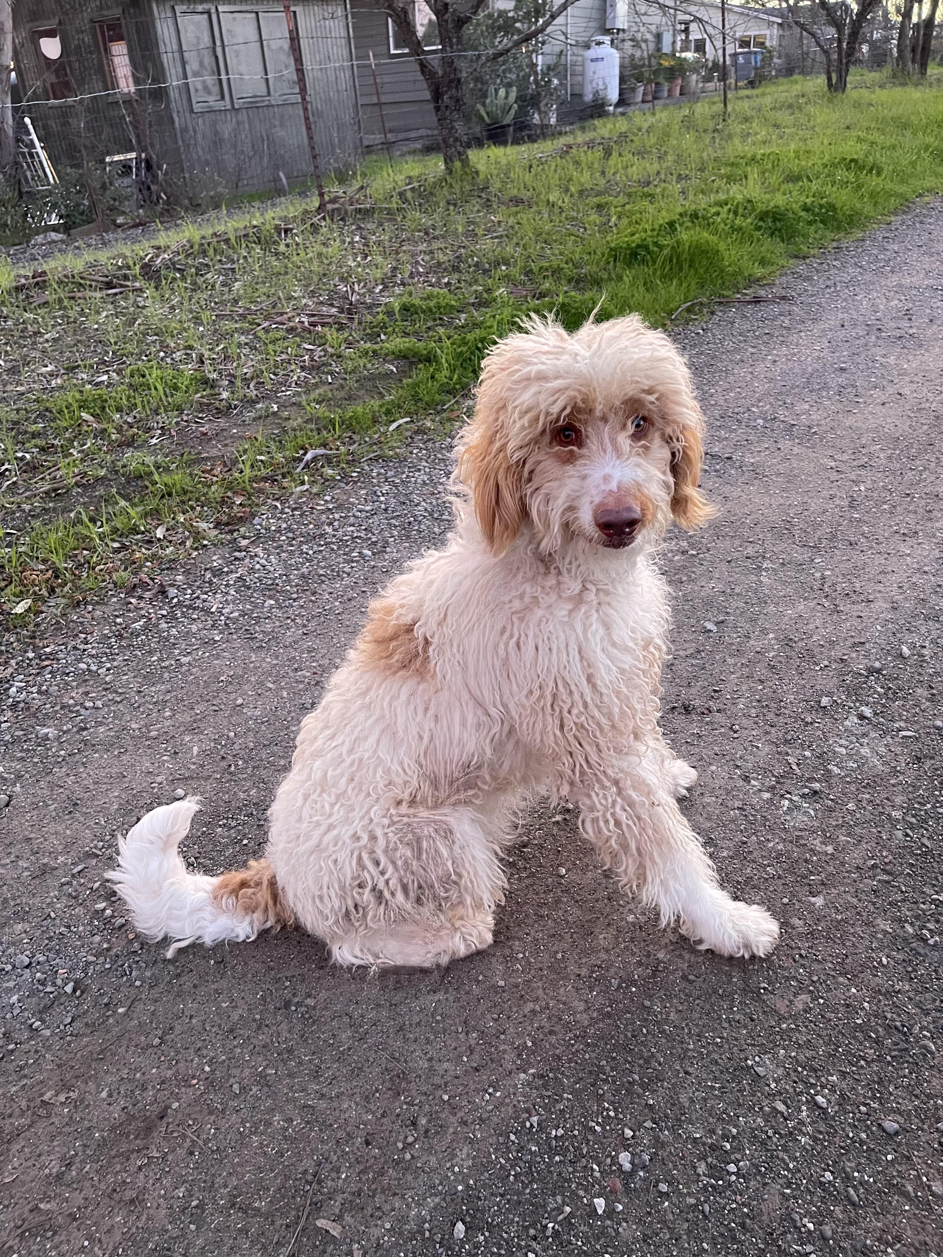 Enlarge Gladys, a ADOPTABLE mixed breed in Vacaville, CA image 3/4