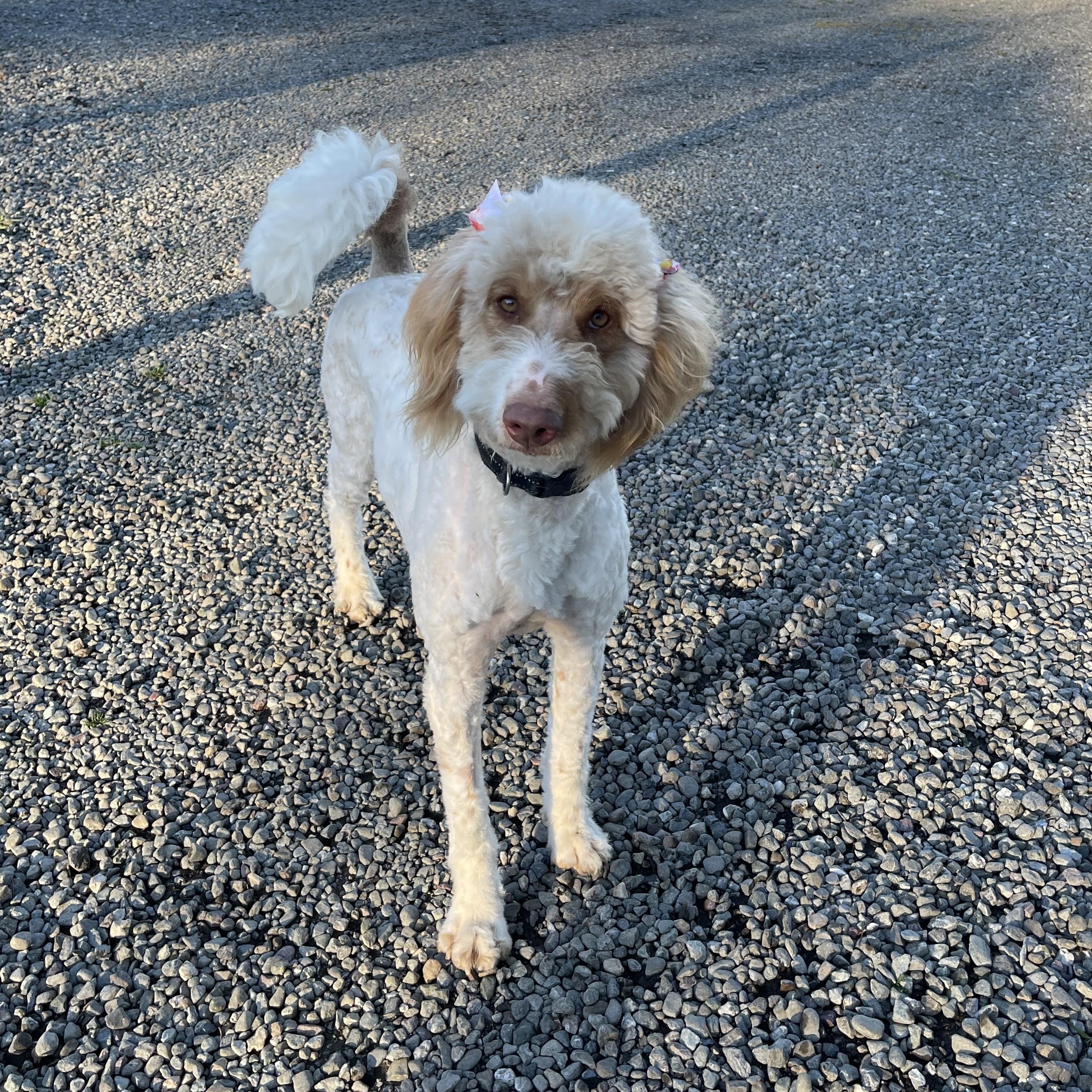 Gladys, ADOPTABLE, Young Female Poodle & Aussiedoodle.