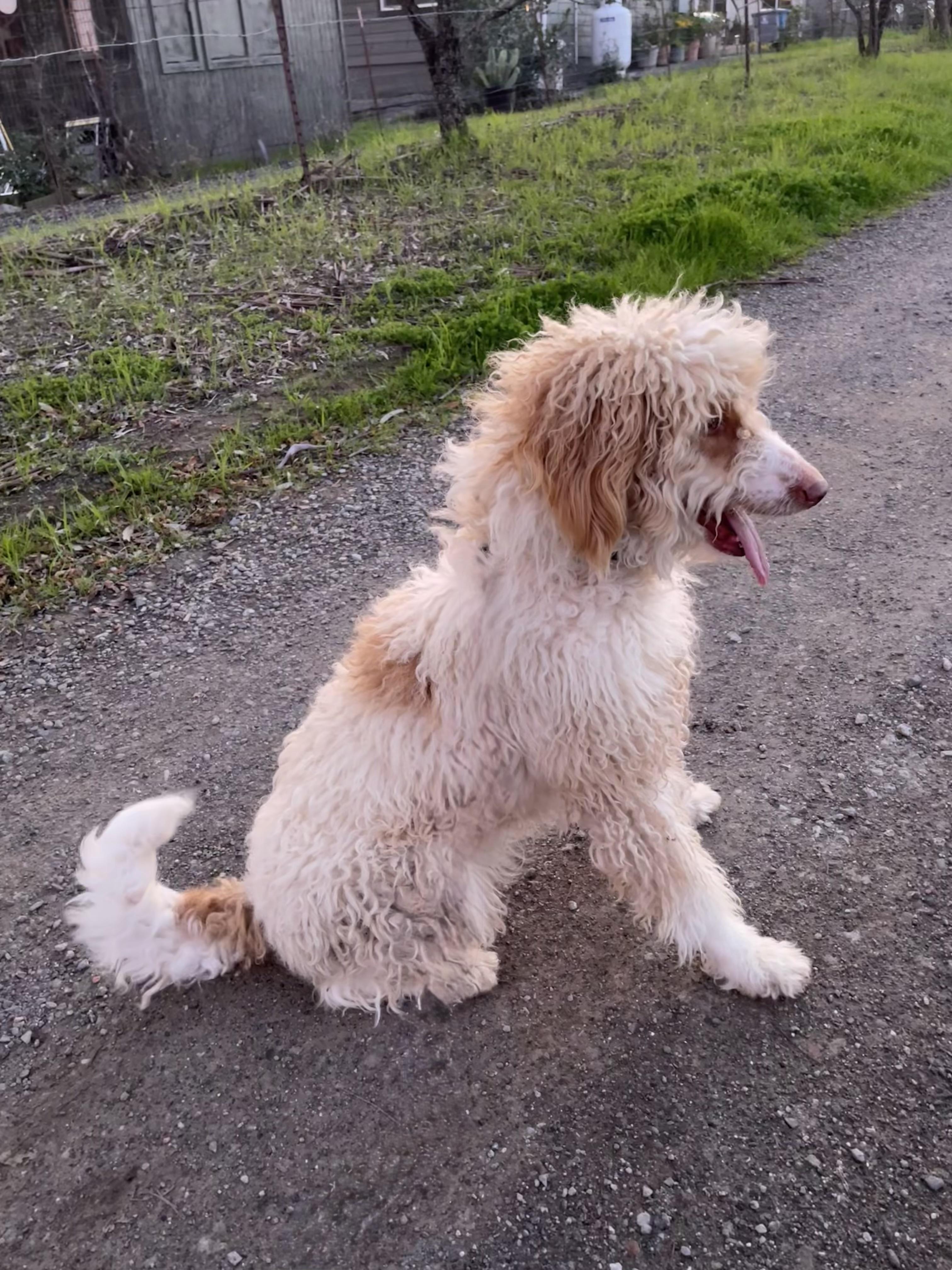 Enlarge Gladys, a ADOPTABLE mixed breed in Vacaville, CA image 1/4