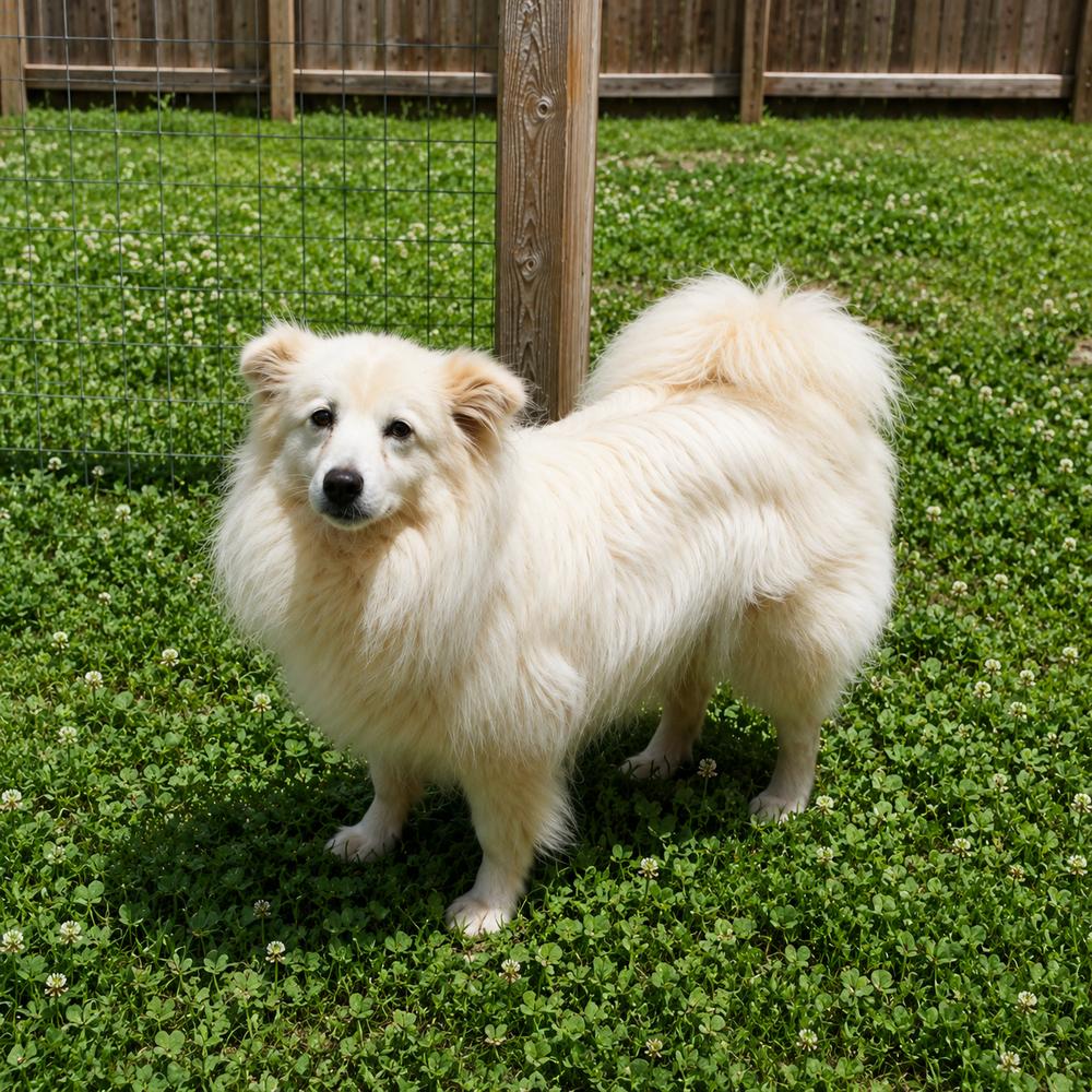 Spirit Litter - Ghost, Adoptable, Young Male American Eskimo Dog.