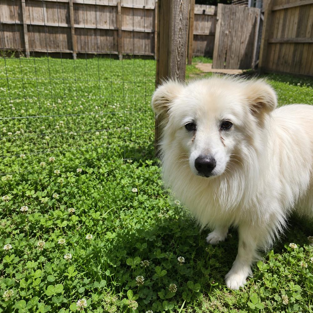 Spirit Litter - Ghost, a Adoptable mixed breed in Sumter, SC image 2/4