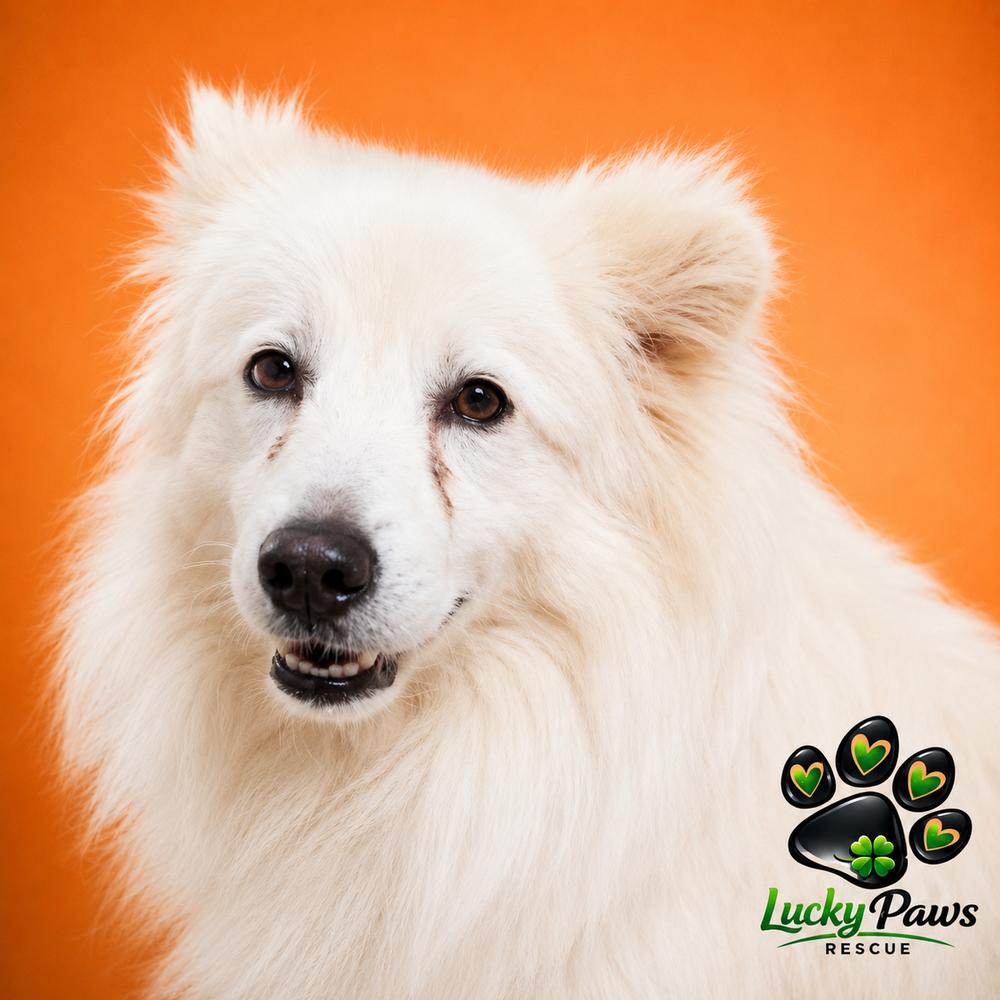 Spirit Litter - Ghost, a Adoptable mixed breed in Sumter, SC image 4/4