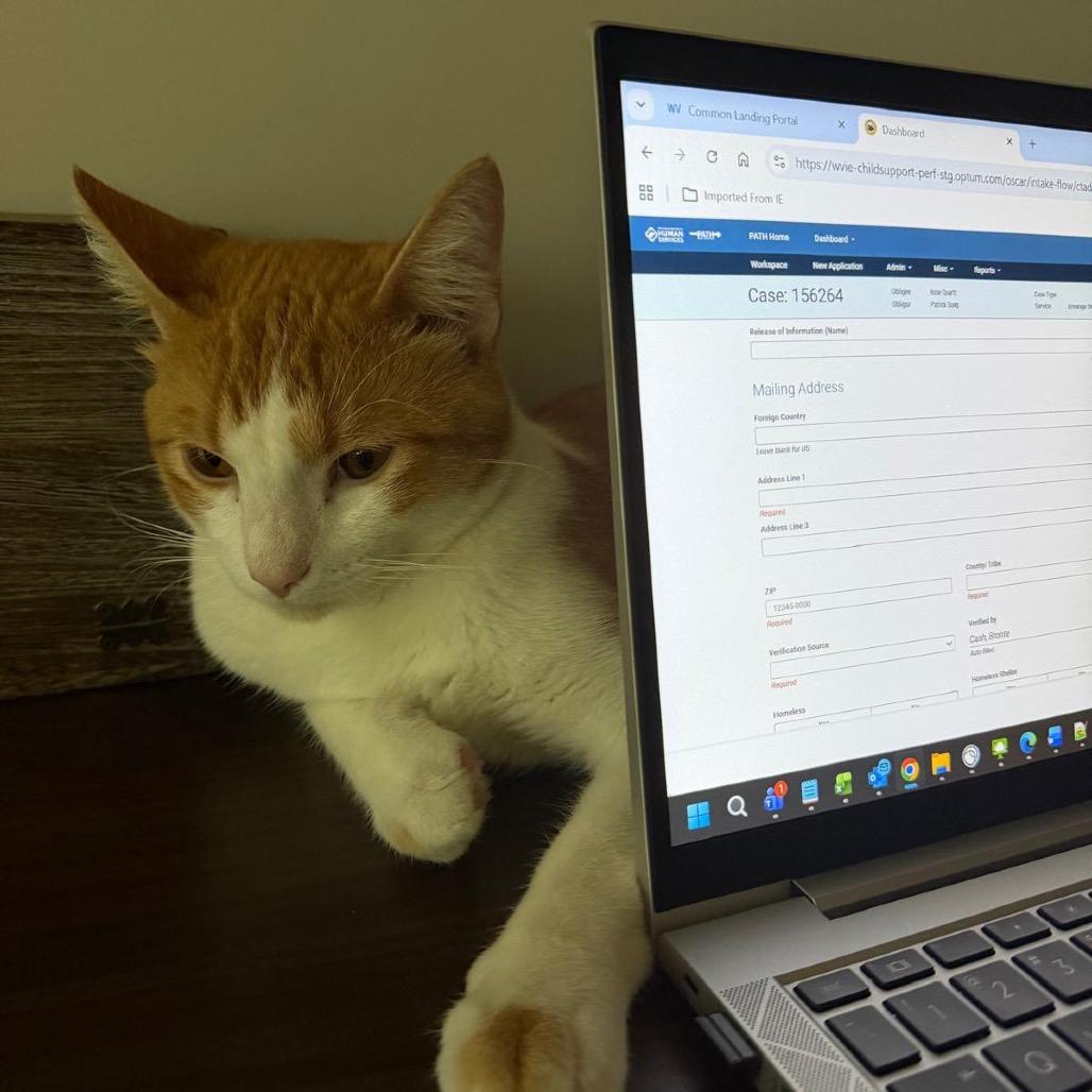 Patrick, Adoptable, Adult Male Domestic Short Hair.