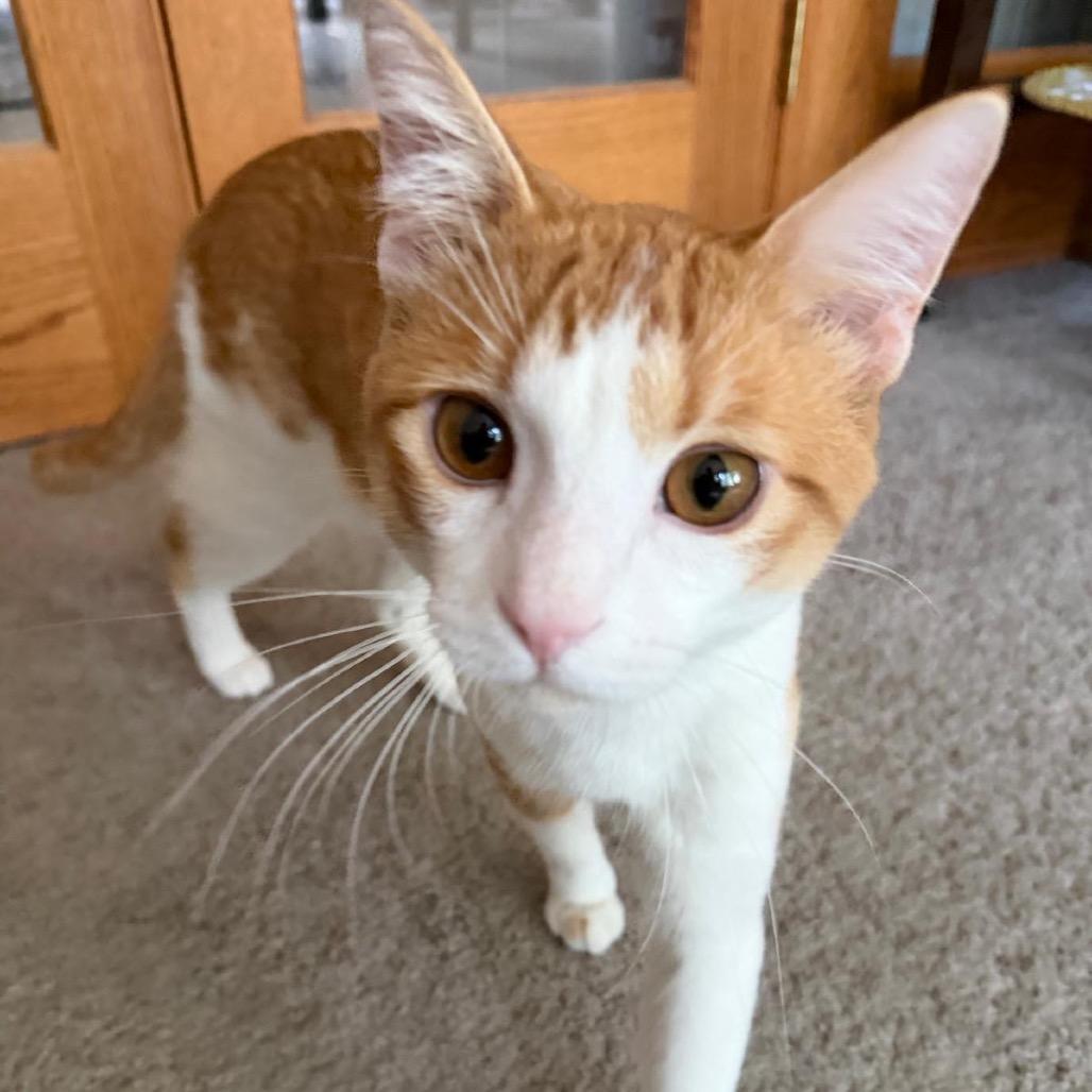 Patrick, a Adoptable Domestic Short Hair in St. Paul, MN image 2/4