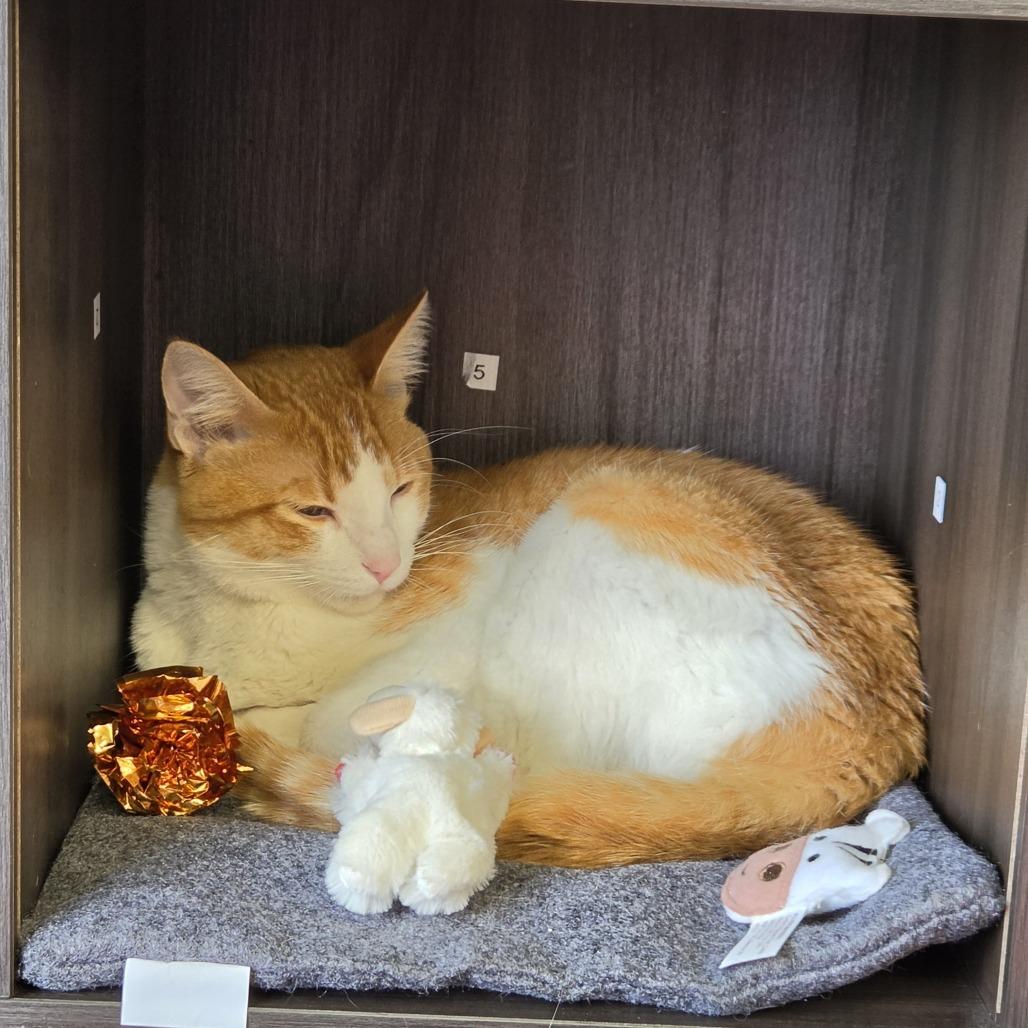Patrick, a Adoptable Domestic Short Hair in St. Paul, MN image 3/4