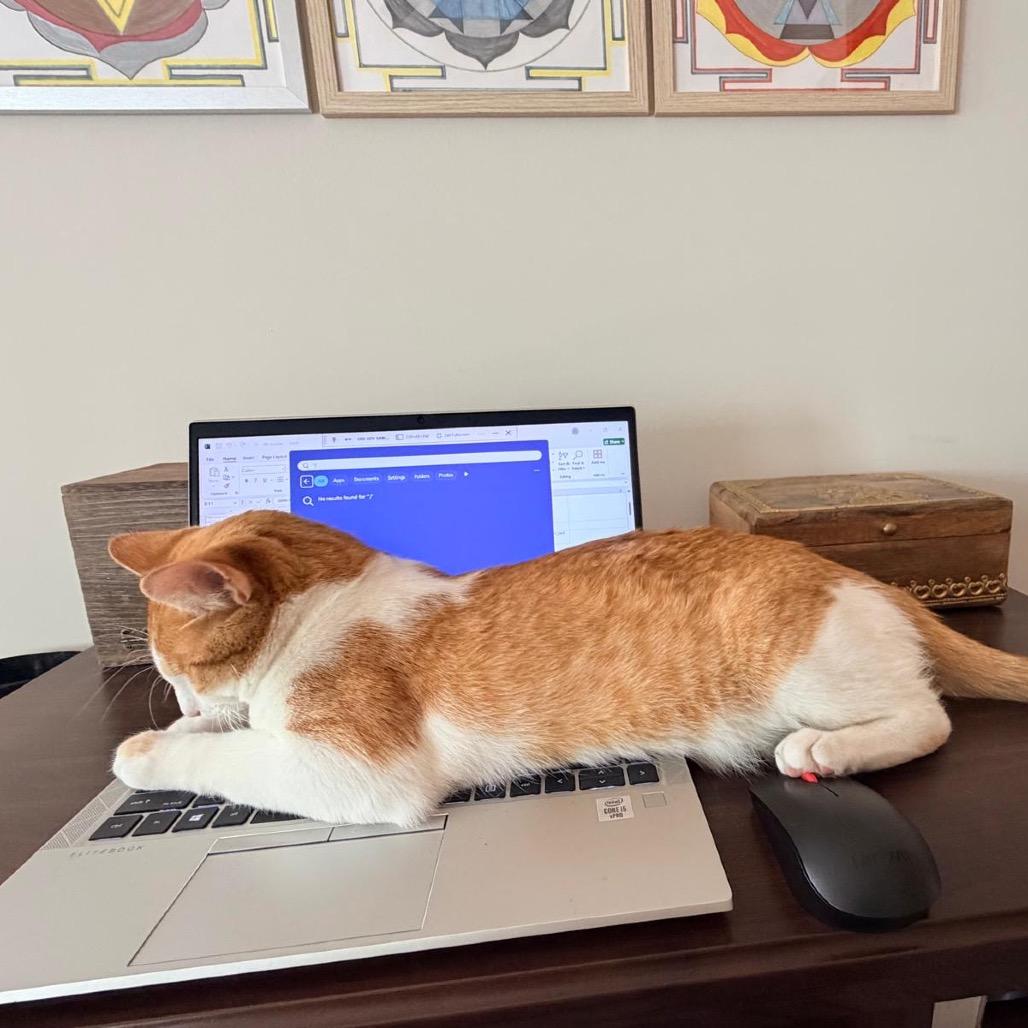 Patrick, a Adoptable Domestic Short Hair in St. Paul, MN image 4/4