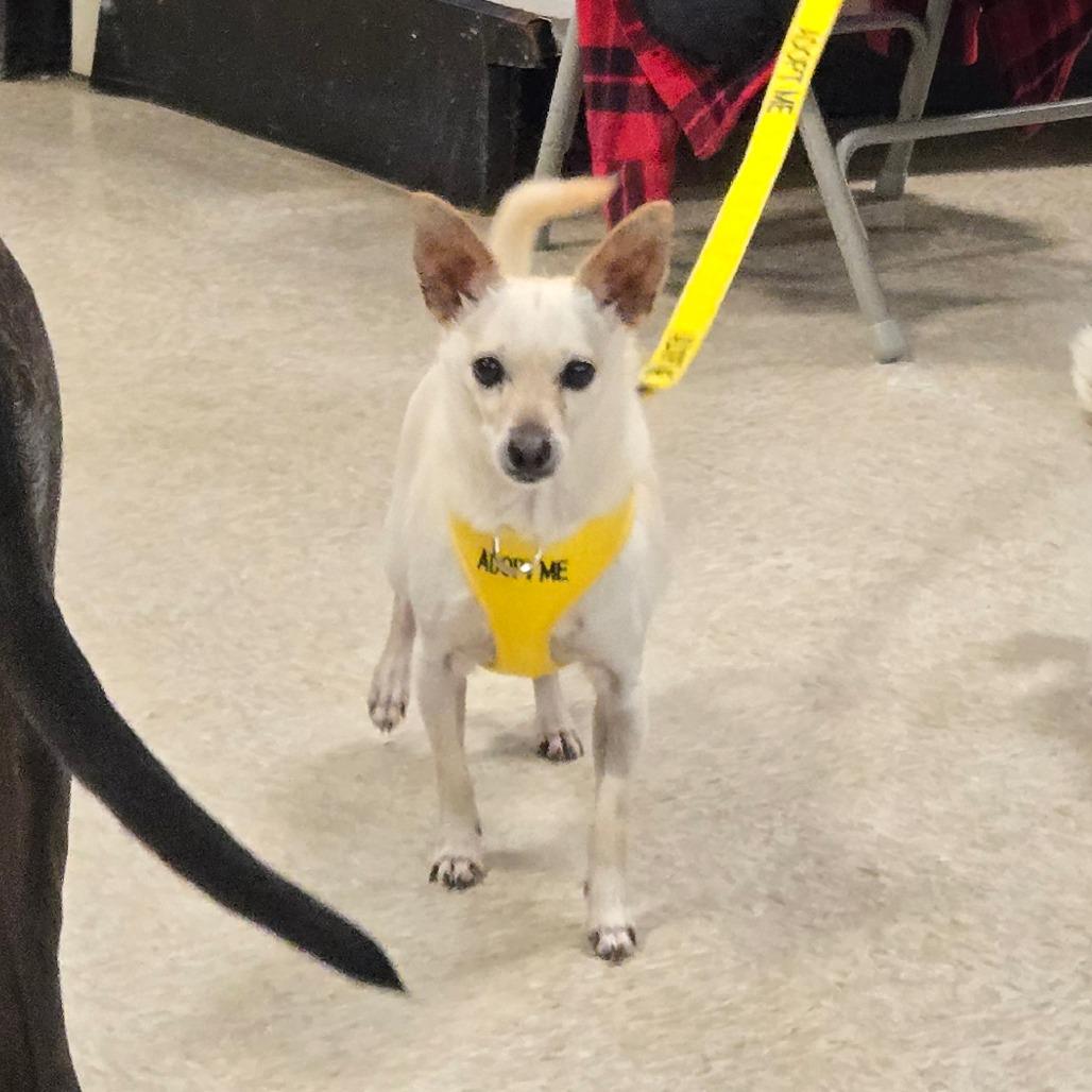 Toddie — thumbnail 2