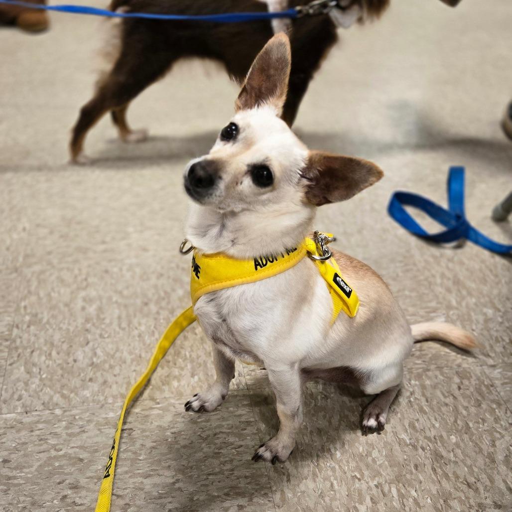 Toddie — thumbnail 3