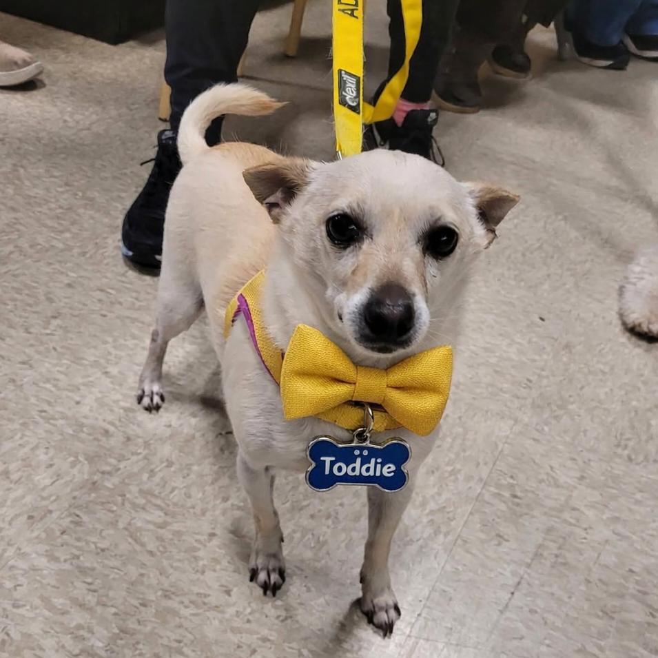 Toddie — thumbnail 4