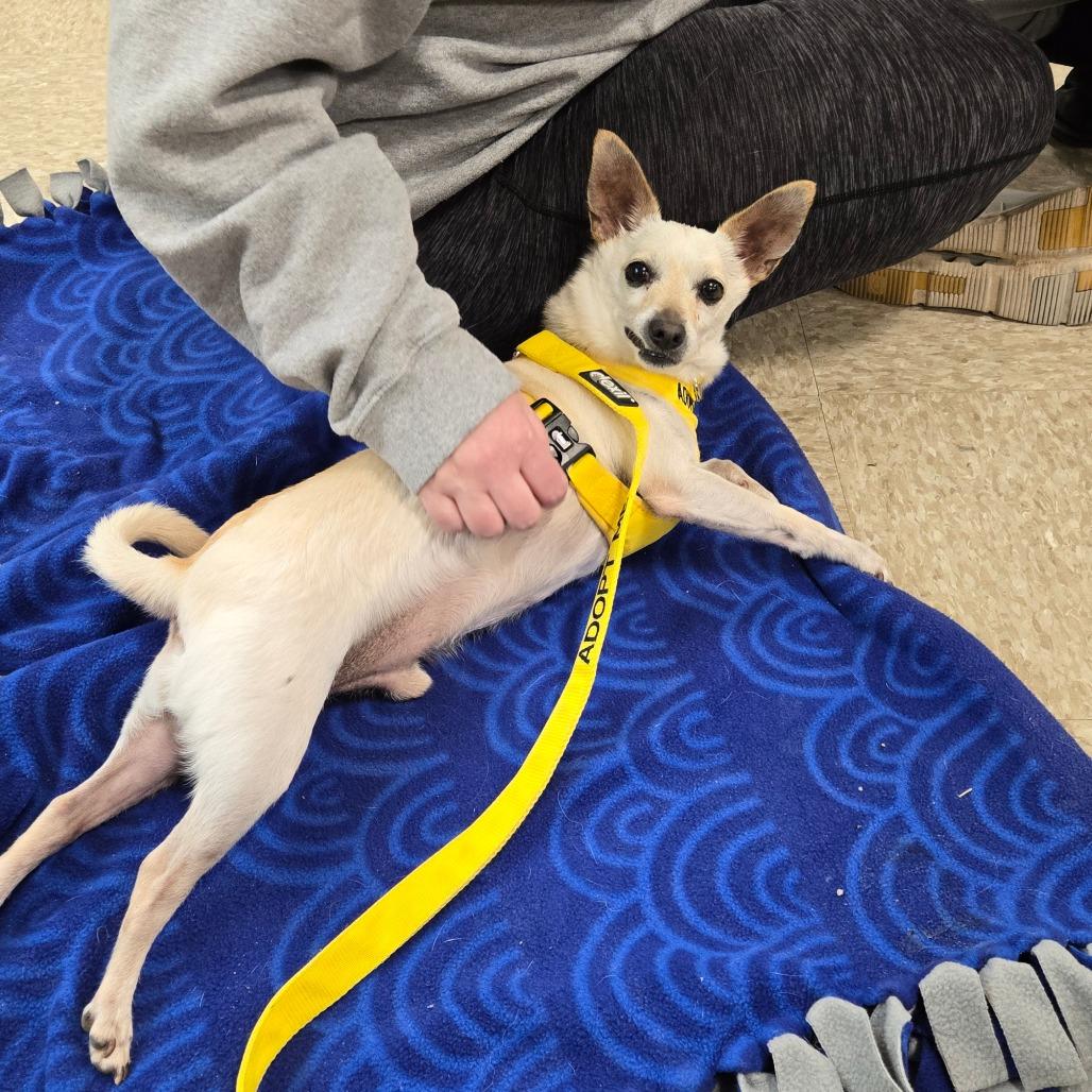 Toddie — thumbnail 6