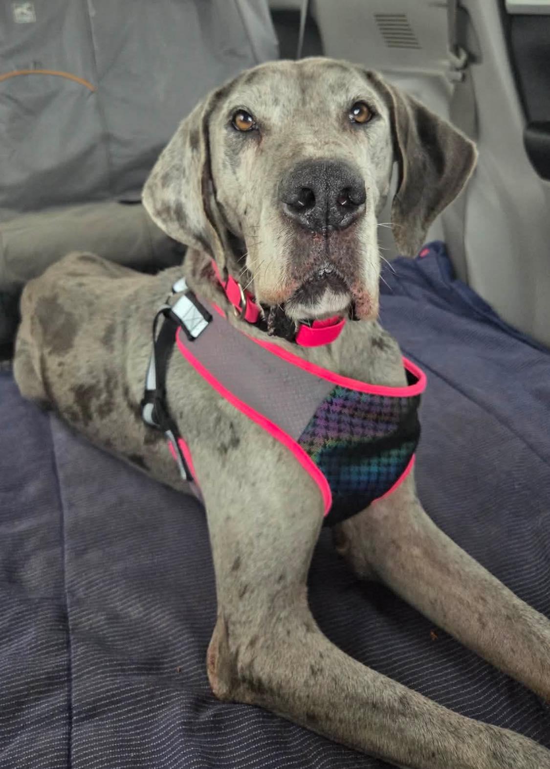 Marilyn Monroe "Monroe", ADOPTABLE, Adult Female Great Dane.