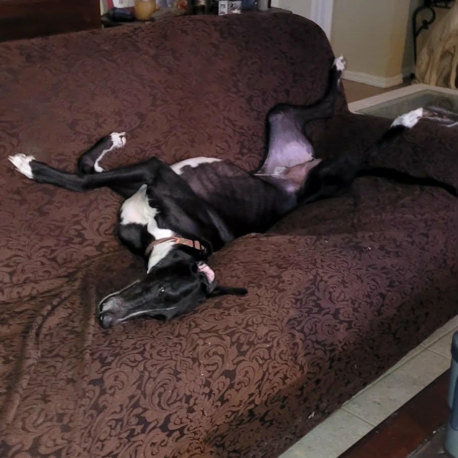 Enlarge Lee Griffin (Griffin), an adoptable Greyhound in North Port, FL image 2/5