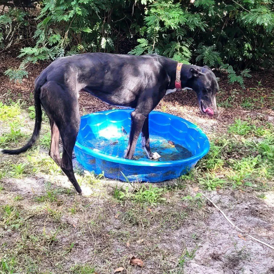 Enlarge Lee Griffin (Griffin), an adoptable Greyhound in North Port, FL image 5/5