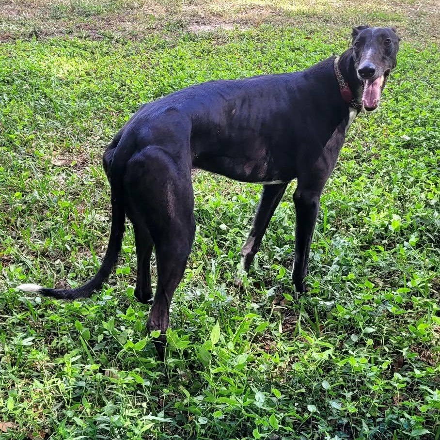 Enlarge Lee Griffin (Griffin), an adoptable Greyhound in North Port, FL image 4/5