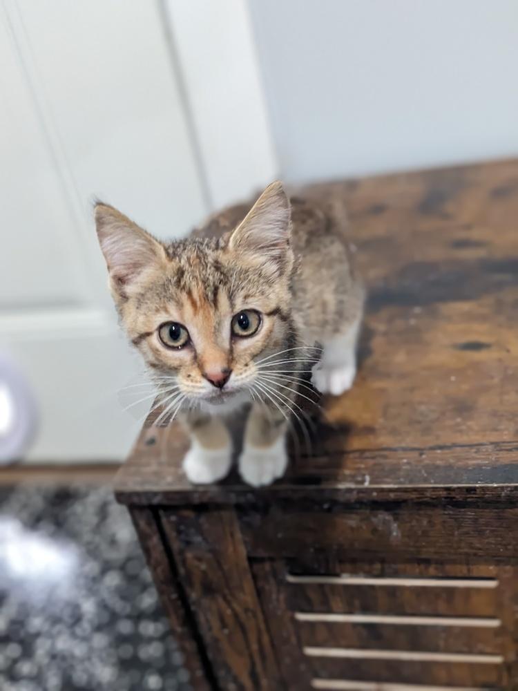 Crissy, Adoptable, Kitten Female Domestic Short Hair.