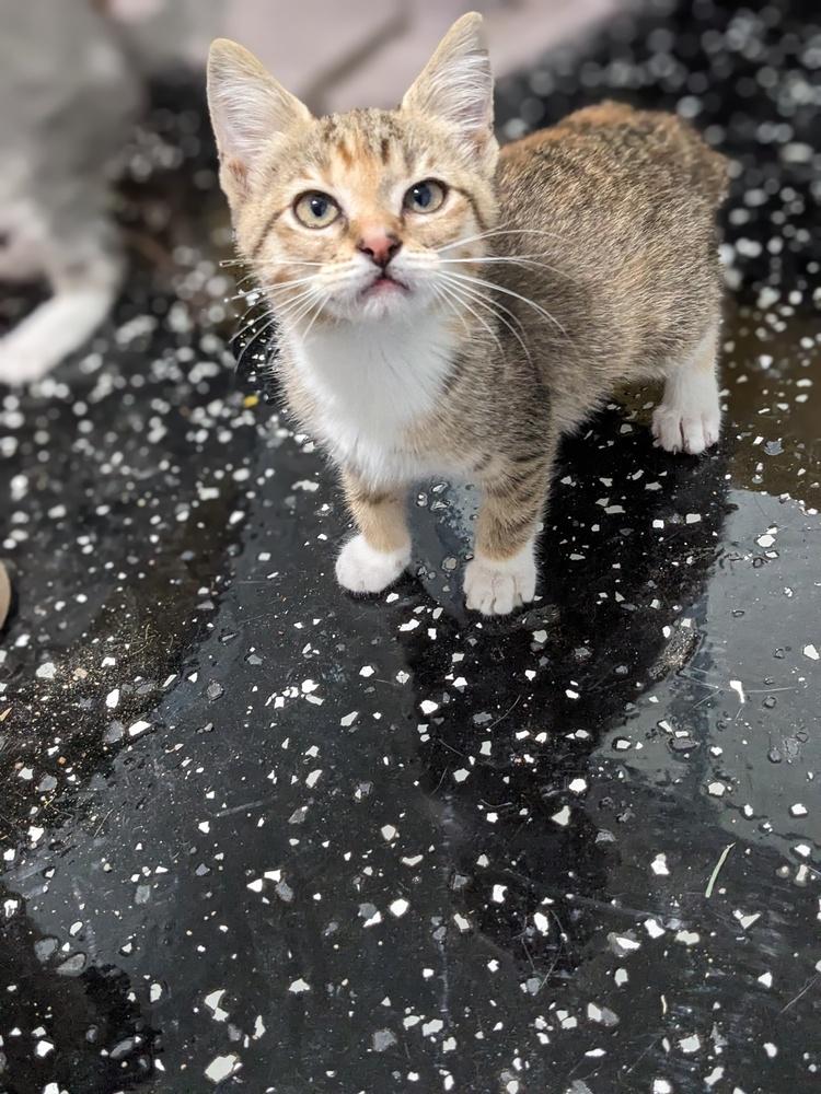 Crissy, a Adoptable Domestic Short Hair in Lewisburg, TN image 2/3