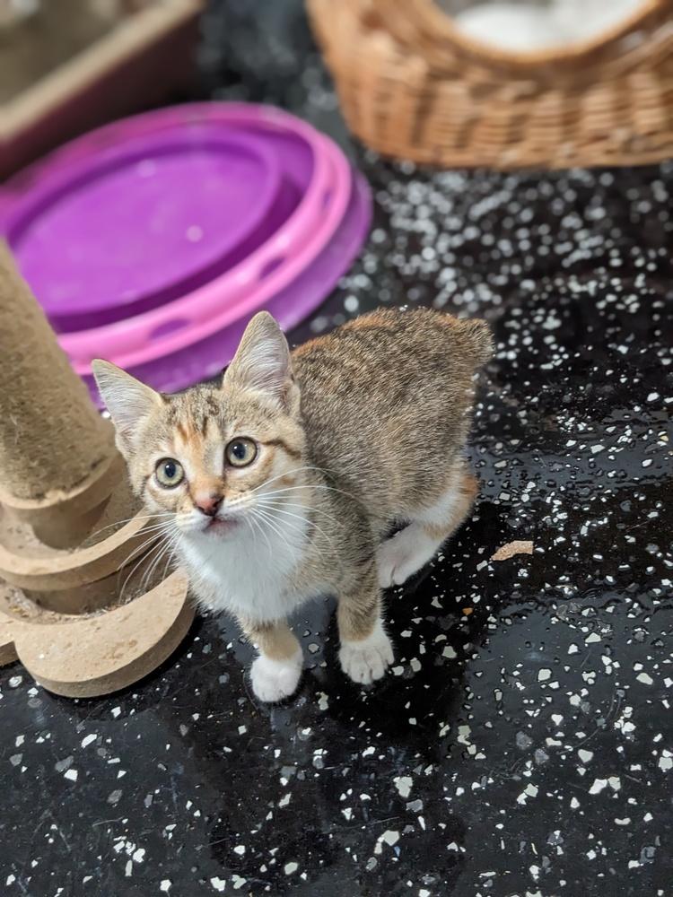 Crissy, a Adoptable Domestic Short Hair in Lewisburg, TN image 3/3