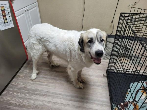 Sally, Adoptable, Adult Female Great Pyrenees.