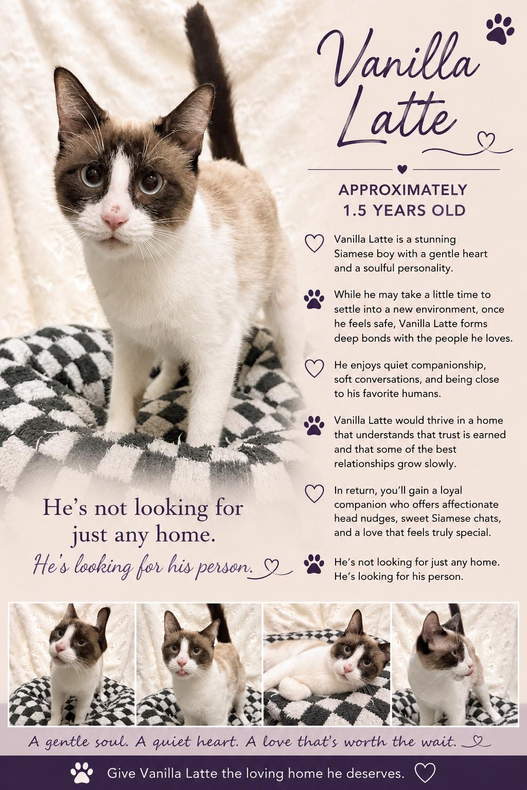 Enlarge Vanilla Latte, a ADOPTABLE Siamese in Phoenix, AZ image 1/1