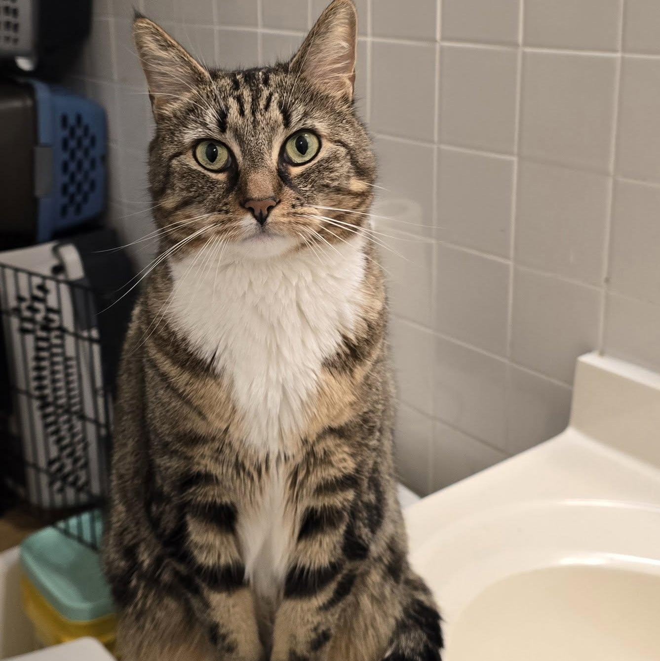 Enlarge Cara, a ADOPTABLE Tabby in Huntington, NY image 2/4