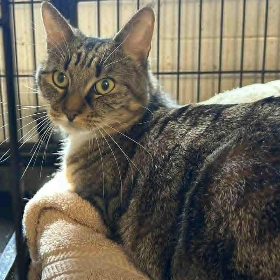 Enlarge Cara, a ADOPTABLE Tabby in Huntington, NY image 4/4