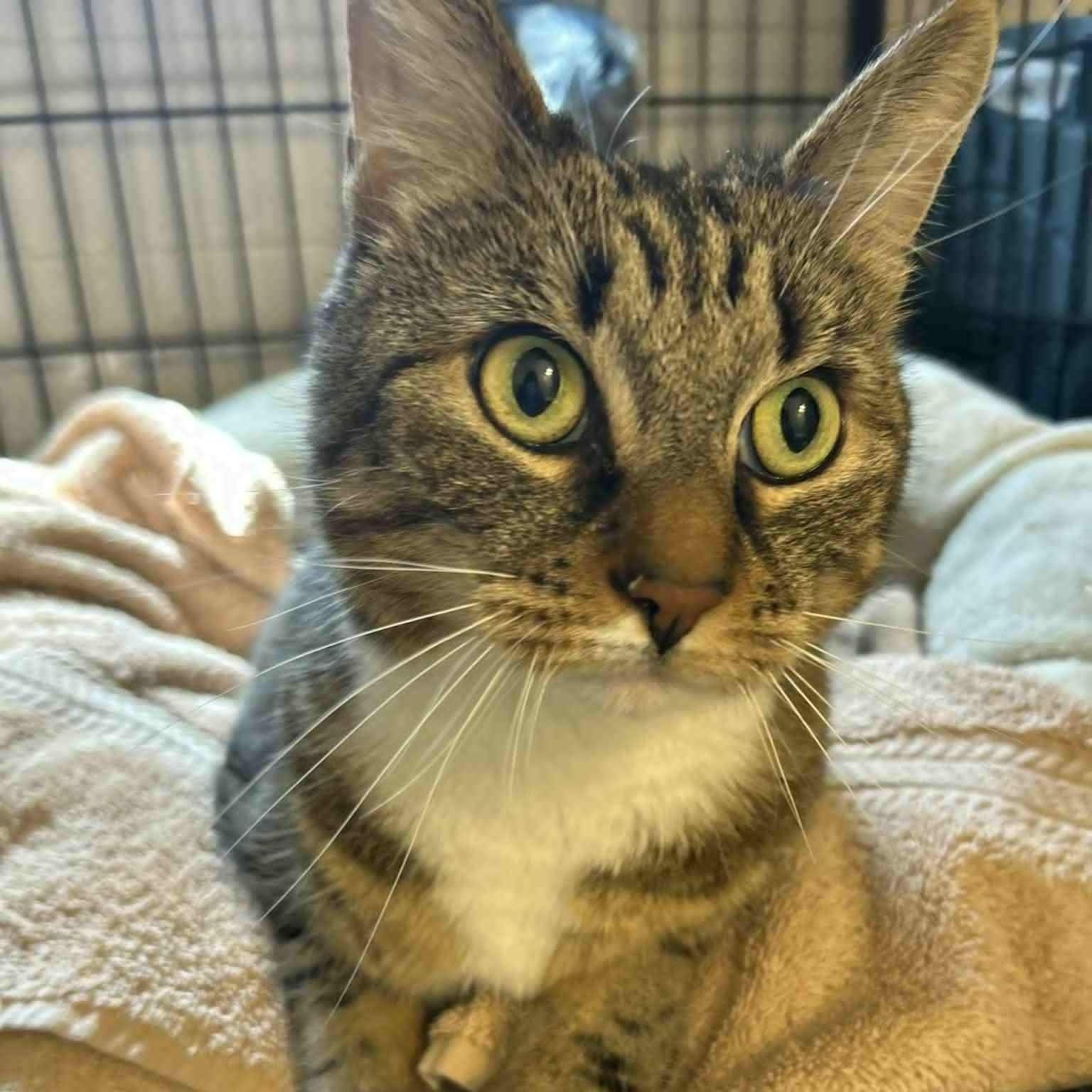 Enlarge Cara, a ADOPTABLE Tabby in Huntington, NY image 3/4