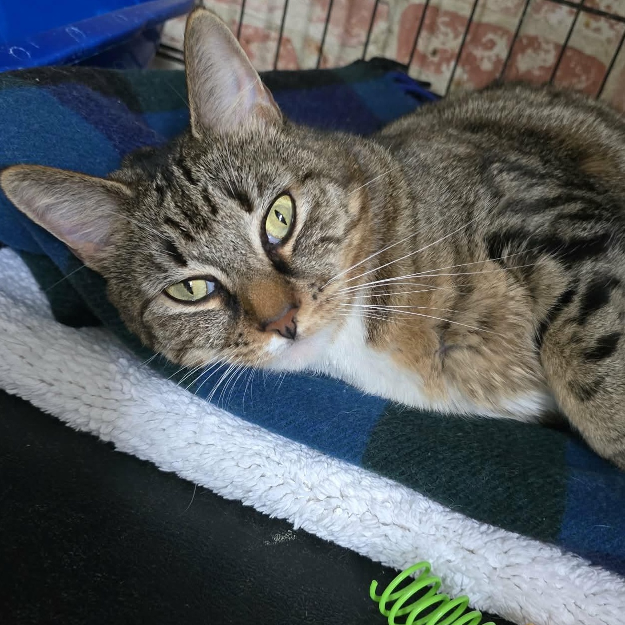 Enlarge Cara, a ADOPTABLE Tabby in Huntington, NY image 1/4