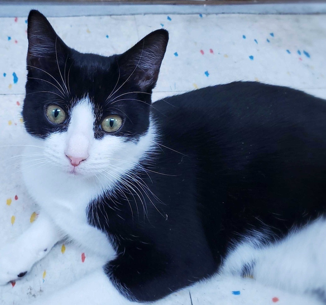 Enlarge Michael, a Adoptable Tuxedo in Commack, NY image 1/1