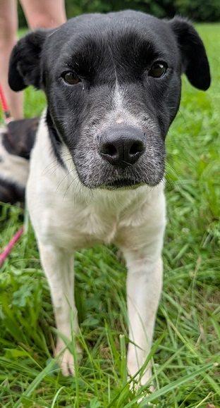 Enlarge Coyote *Help! I need a foster home by Oct 1!*, a Adoptable mixed breed in Crystal, MN image 1/1